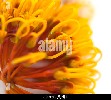 Fleurs de Grevillea robusta, soie, chêne isolé sur fond blanc Banque D'Images