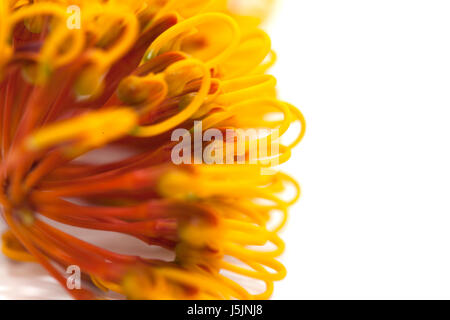 Fleurs de Grevillea robusta, soie, chêne isolé sur fond blanc Banque D'Images