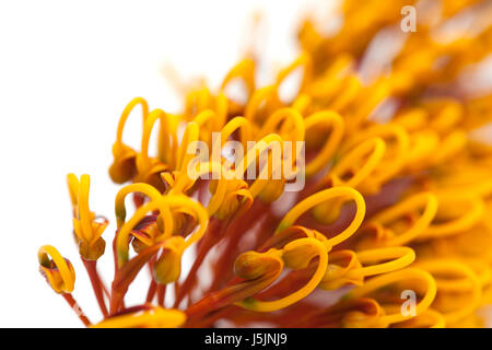 Fleurs de Grevillea robusta, soie, chêne isolé sur fond blanc Banque D'Images