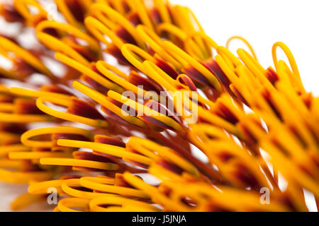 Fleurs de Grevillea robusta, soie, chêne isolé sur fond blanc Banque D'Images