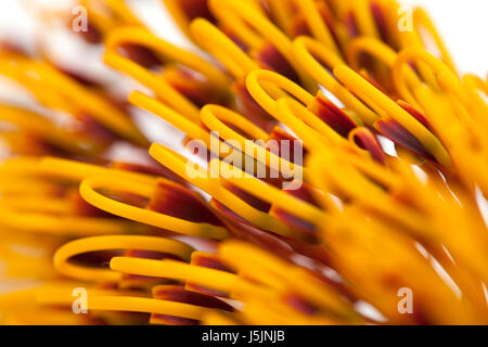 Fleurs de Grevillea robusta, isolated on white Banque D'Images