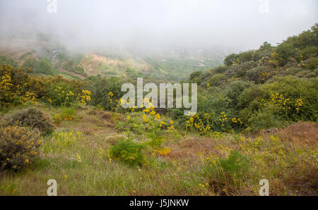 Gran Canaria, les zones centrales de l'île, la vallée de montagne rempli de nuages Banque D'Images