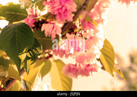 Sakura. Fleur de cerisier au printemps. Magnifiques fleurs roses. L'accent sur la feuille. Filtre appliqué Banque D'Images