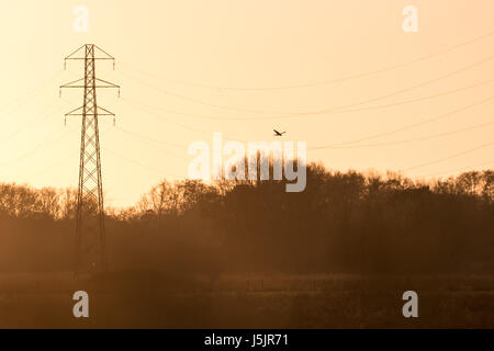 Silhouette d'un rapace faucon crécerelle (Falco tinnunculus) planant au-dessus de la chasse au coucher du soleil à meadow pylône et des câbles d'alimentation ou des lignes Banque D'Images