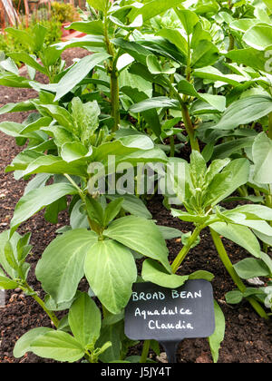 AQUADULCE Fève 'CLAUDIA' l'hiver au printemps avec la plaque d'identification Nom d'ardoise in allotment garden Banque D'Images