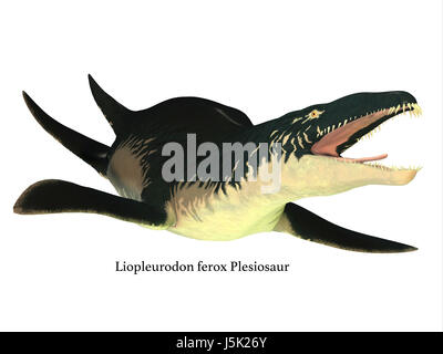 Liopleurodon était un reptile marin carnivore qui vit dans les mers du Jurassique de la France et l'Angleterre. Banque D'Images