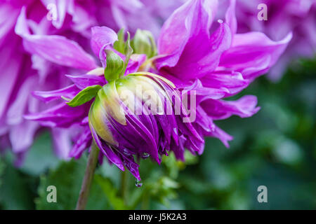 Gouttes de pluie sur Dahlia dans les Jardins Butchart, à Victoria, en Colombie-Britannique. Banque D'Images