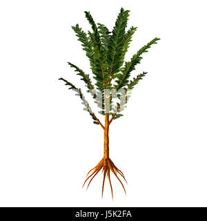 Arbre généalogique - Pachypteris Pachypteris sp a vécu durant l'ère mésozoïque comme une faible plante sur un tronc et était un arbuste. Banque D'Images