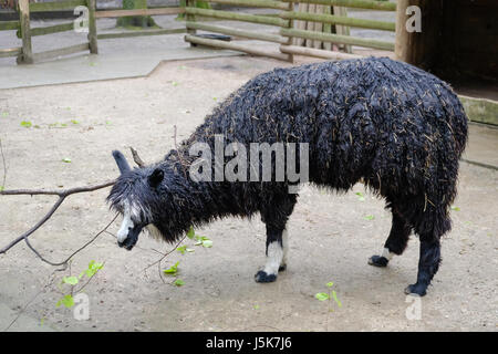 Lama pacos connu sous le nom de l'alpaga (Vicugna pacos) à Cracovie, Pologne Parc Zoologique Banque D'Images