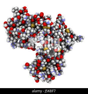 La chaîne alpha du récepteur de l'interleukine-2 (CD25, domaine extracellulaire). CD25 est la cible de l'anticorps monoclonal daclizumab des drogues. Banque D'Images