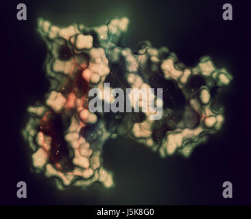 La chaîne alpha du récepteur de l'interleukine-2 (CD25, domaine extracellulaire). CD25 est la cible de l'anticorps monoclonal daclizumab des drogues. Banque D'Images