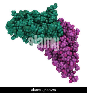 L'antigène carcinoembryonnaire (ACE, CEACAM5, domaine N-terminal). Utilisées comme biomarqueurs tumoraux dans certaines formes de cancer. Le rendu 3D. Banque D'Images