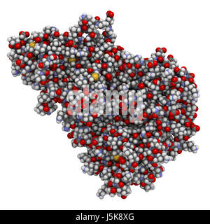 Des récepteurs CGRP (RAMP1:CLR de protéine de fusion). Antagonistes du peptide lié au gène de la calcitonine sont des récepteurs potentiels d'un traitement de la migraine. Banque D'Images