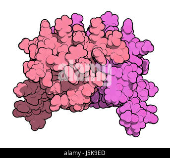 L'interleukine 8 (IL-8), protéine de cytokines. IL8 peuvent être sécrétées par les macrophages et un certain nombre d'autres types de cellules. Banque D'Images