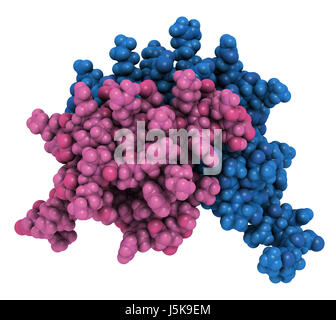 L'interleukine 8 (IL-8), protéine de cytokines. IL8 peuvent être sécrétées par les macrophages et un certain nombre d'autres types de cellules. Banque D'Images