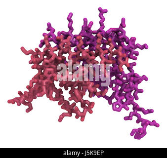 L'interleukine 8 (IL-8), protéine de cytokines. IL8 peuvent être sécrétées par les macrophages et un certain nombre d'autres types de cellules. Banque D'Images