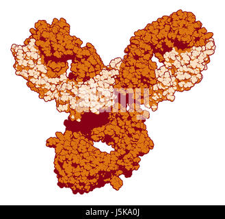 Pembrolizumab médicament anticorps protéine. Contrôle immunitaire ciblant inhibiteur PD-1, utilisé dans le traitement d'un certain nombre de cancers. Banque D'Images