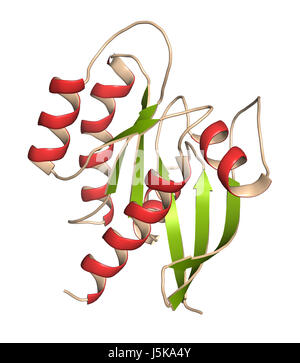 KRAS (Kirsten rat sarcoma homologue viral oncogene, fragment de protéine). Le rendu 3D basé sur l'entrée de la banque de données de protéines 4obe. Banque D'Images