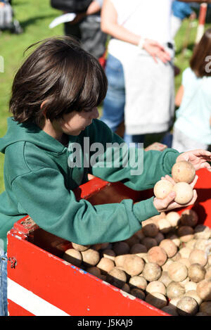 Boy picking coconut shy ballons (le jour de la pomme Brighton, Angleterre) Banque D'Images