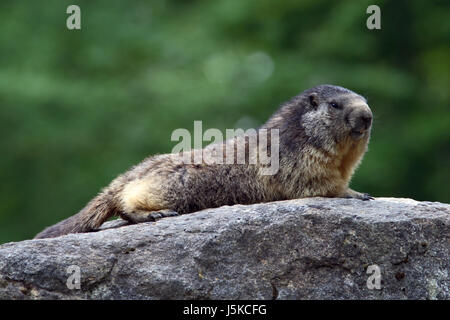 marmotte Banque D'Images