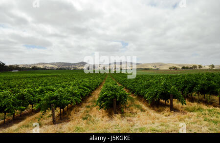 Vignobles de l'Jacob Creek Winery en Australie du Sud. Banque D'Images