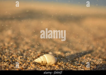 Shell sur la plage avec les coups de vent le sable dans le fond. Banque D'Images