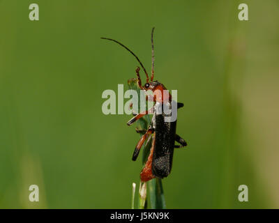 Les jambes vers le haut des insectes jardin alimentaire aliment vert noir champ rampant de scrabble Banque D'Images