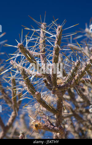 Cholla crayon (Cylindropuntia ramosissima), Joshua Tree National Park, Californie Banque D'Images