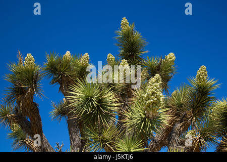 Joshua tree (Yucca brevifolia), Joshua Tree National Park, Californie Banque D'Images