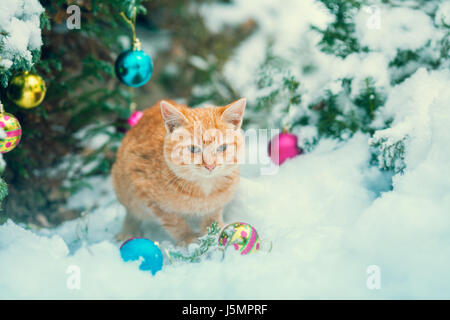 Chaton rouge assis en plein air près de neige sapin avec décoration de Noël. Banque D'Images