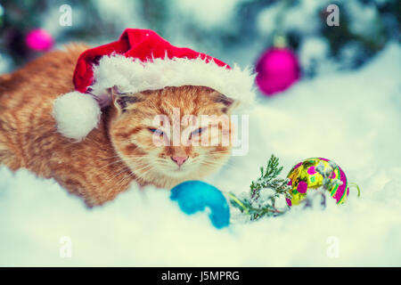 Chaton rouge, wearing Santa hat, assis en plein air près de neige sapin avec décoration de Noël. Banque D'Images