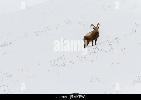 Himalayan Ibex (Capra sibirica) hemalayanus en haute altitude dans les montagnes de l'Himalaya, près de la vallée de Spiti Kibber village, l'Himachal Pradesh, en Inde. Banque D'Images