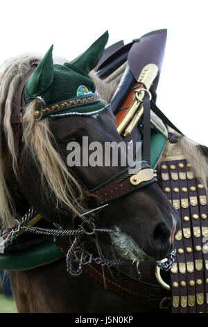 Beau cheval nice beauteously peu basané jetblack noir deep black horses Banque D'Images