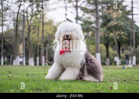 Le Old English Sheepdog dehors sur l'herbe Banque D'Images