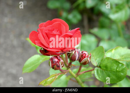 Rose rouge avec boutons de rose. Banque D'Images