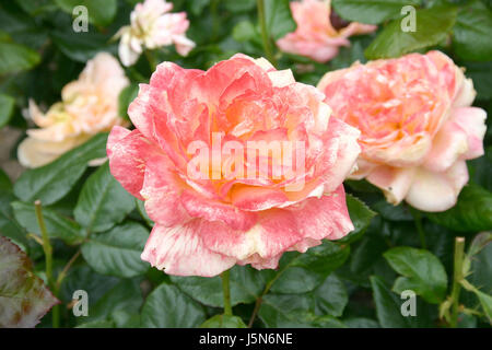 Rose rose chefs en pleine floraison. Banque D'Images