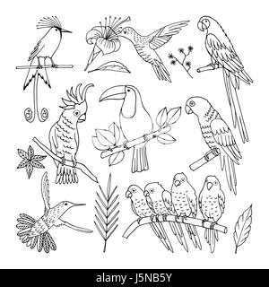 Des oiseaux tropicaux, illustration, vector Illustration de Vecteur