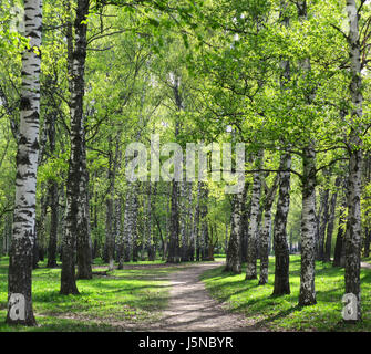 Alley à sunny Birch Grove avec premier printemps verts Banque D'Images