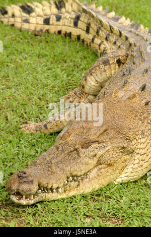 Reptiles animaux animal bouche dents crocodile hunter portrait animaux australie Banque D'Images