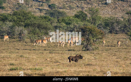 Seul un Gnou noir dans le sud de la savane africaine à proximité d'un troupeau d'Eland Banque D'Images