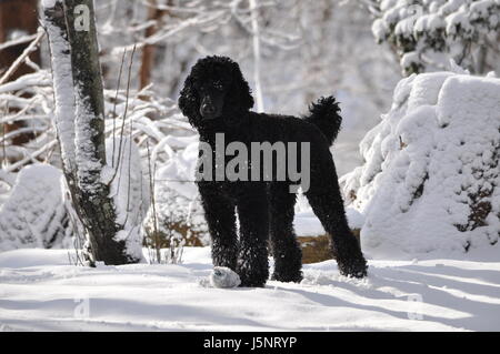 Caniche noir dans la neige Banque D'Images