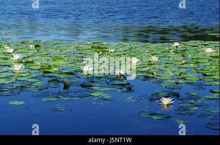 Monet était ici Banque D'Images