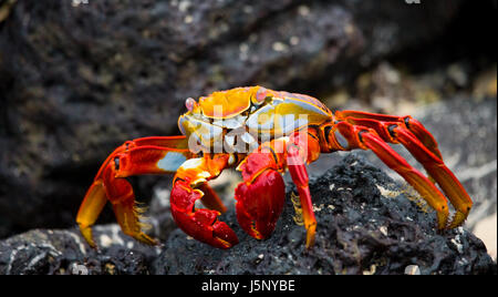 Crabe rouge assis sur les rochers. Les îles Galapagos. Océan Pacifique. Équateur. Banque D'Images