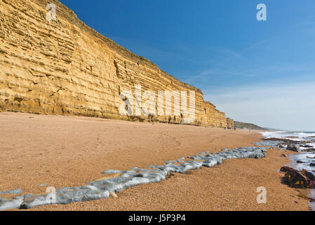 Voir à marée basse le long de la Côte Jurassique Dorsets regardant vers l'Est de la plage de Burton Bradstock. Partie de la South West Coast Path Banque D'Images