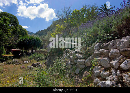 La lavande du jardin en montagnes de Tramuntana entre Soller et Cala Tuent, Mallorca, Espagne. Banque D'Images