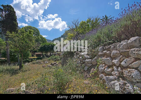 La lavande du jardin en montagnes de Tramuntana entre Soller et Cala Tuent, Mallorca, Espagne. Banque D'Images