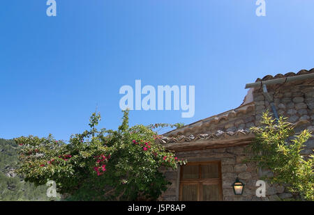 Rosier dans le jardin subtropical Mallorca, Espagne. Banque D'Images