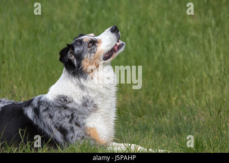 Un Border Collie Bleu Merle pose dans l'herbe tout en regardant vers le haut Banque D'Images