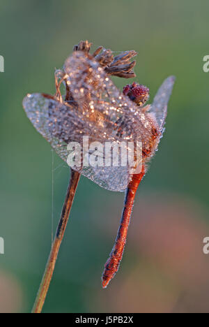 Ruddy darter (Sympetrum sanguineum) (mâle) avec la rosée du matin. Une des espèces de libellules, d'être trouvés dans les régions tempérées dans toute l'Europe. Banque D'Images