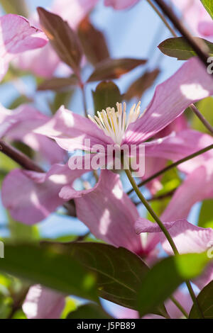 Clematis, Clematis montana, rétroéclairé de couleur rose fleurs en croissance à l'extérieur. Banque D'Images